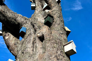 partial view of a tree trunk, showing various shaped/sized/coloured bird-boaxes