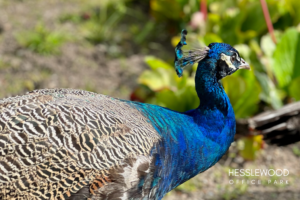 Close-up of a peacock with blue plumage