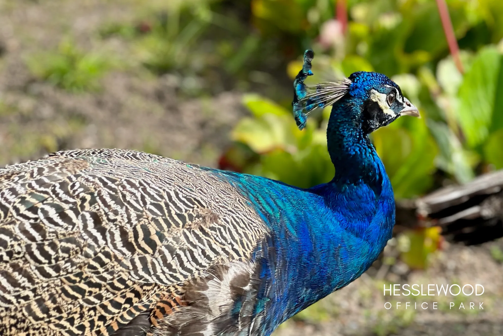 A close-up side-view shot of a peacock's head and body. The peacock's head is a vibrant iridescent blue with a small feathery crown on top. Its body is covered in a pattern of brown, white, and black feathers. The background is a blurred mix of green foliage and a dirt path.