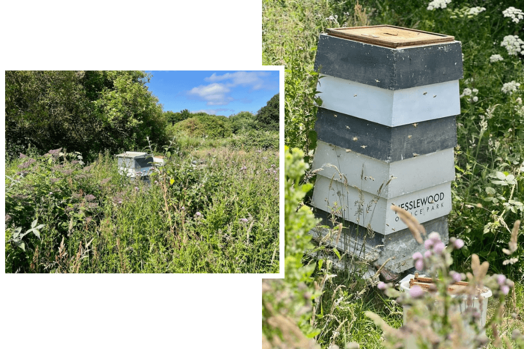 Bee hives in wild flower setting