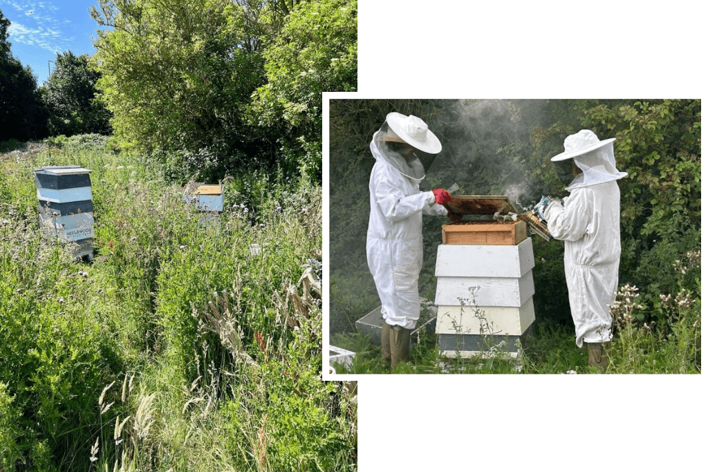 2 bee keepers tending to beehives in parkland and wildflower setting