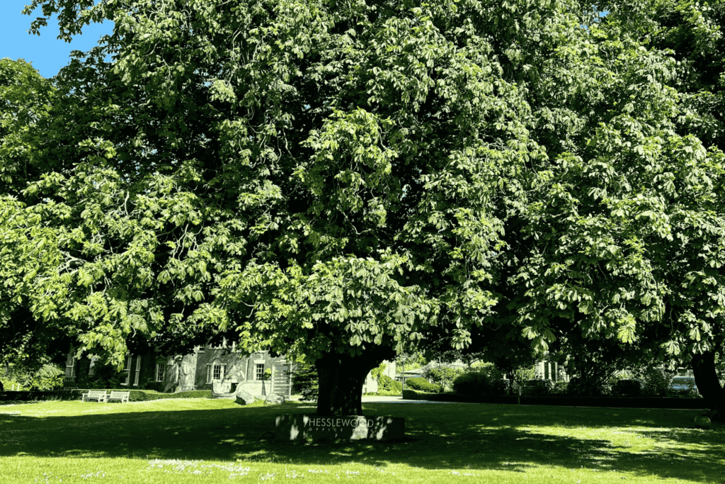 Large tree on grassed parkland, with the Hesslewood Office Park logo on the tree base