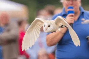 A front-facing, medium close-up shot of a barn owl in flight. The owl's wings are spread wide as it glides toward the camera. Its face is a light tan, with dark eyes, and its wings are white. A person in a blue shirt is visible in the background, holding a microphone.