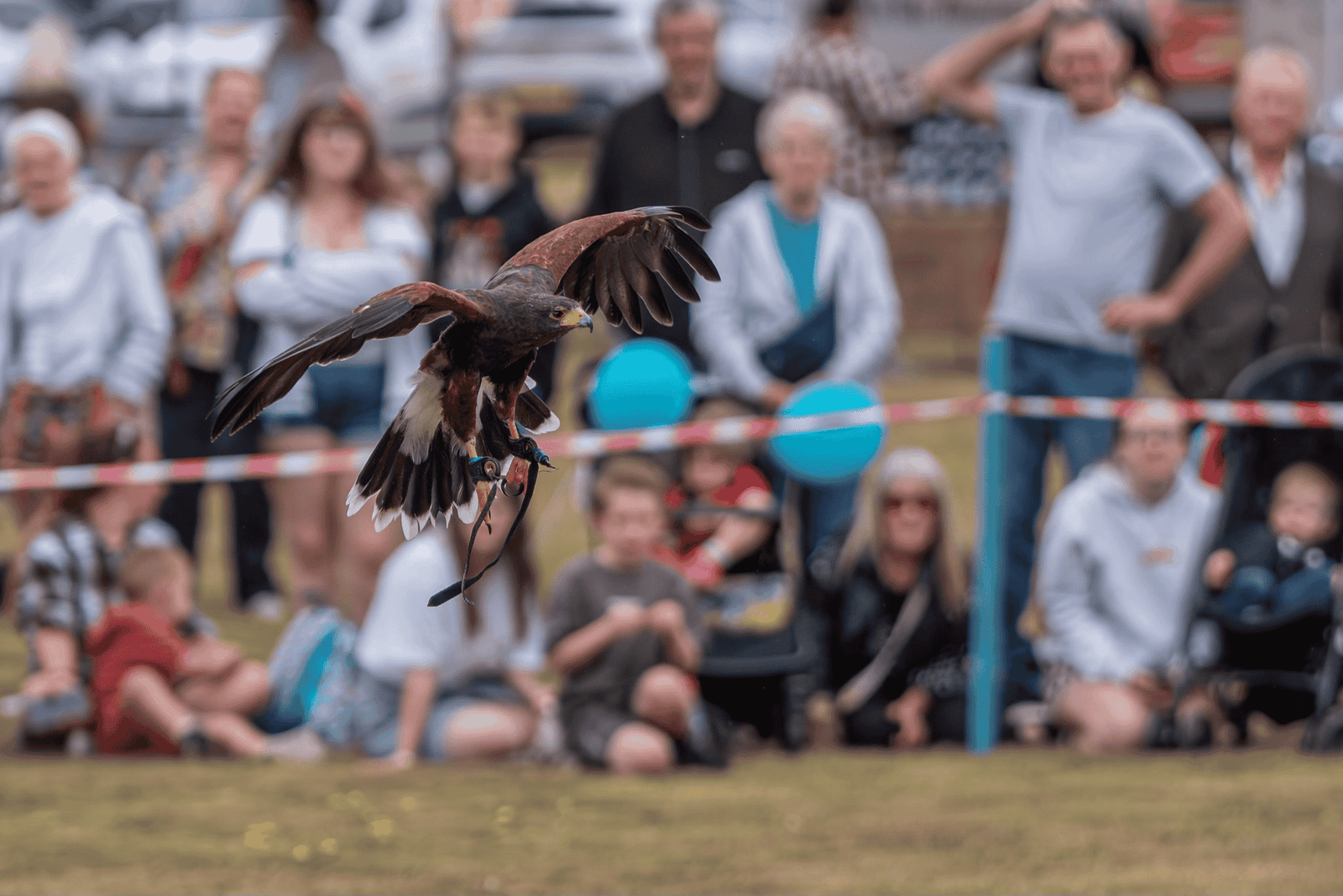 A bird of prey in mid-flight during an Owl Adventures display at Classic Cars at Hesslewood 2025, with a crowd of visitors, including families and children, watching closely in the backgroun