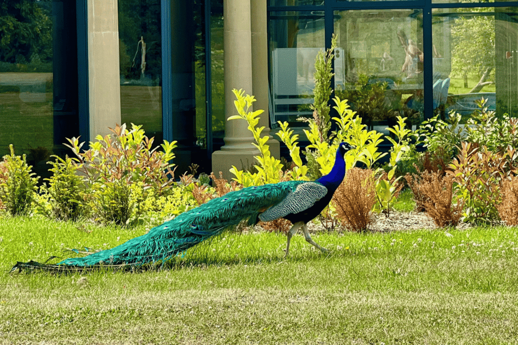 Peacock walking across lush green lawns at Hesslewood Office Park, with vibrant shrubs and the glass-fronted office building in the background