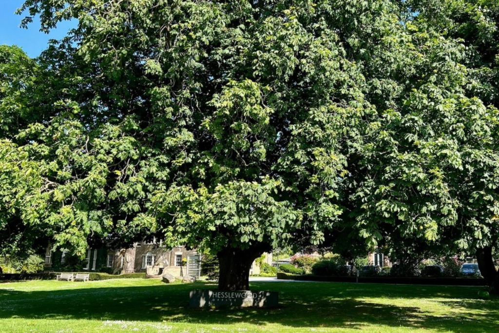 A magnificent mature chestnut tree in full leaf on the grounds of Hesslewood Office Park, framing the historic Hesslewood Hall building beneath a blue sky